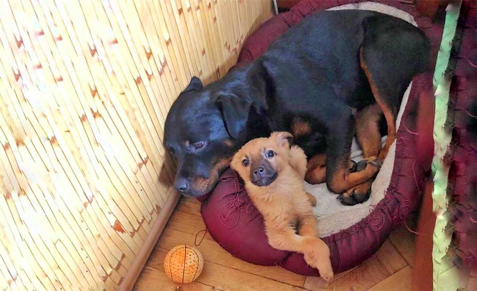 Rottweiler adopts a homeless puppy