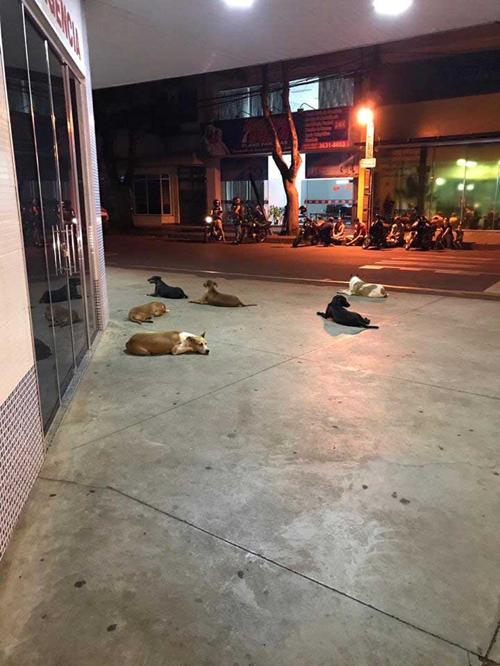 Six loyal dogs wait for their owner outside the hospital