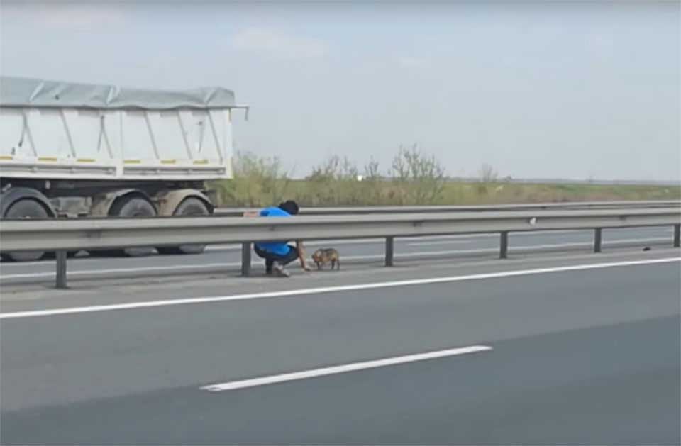 Veterinarian rescues dog on the road