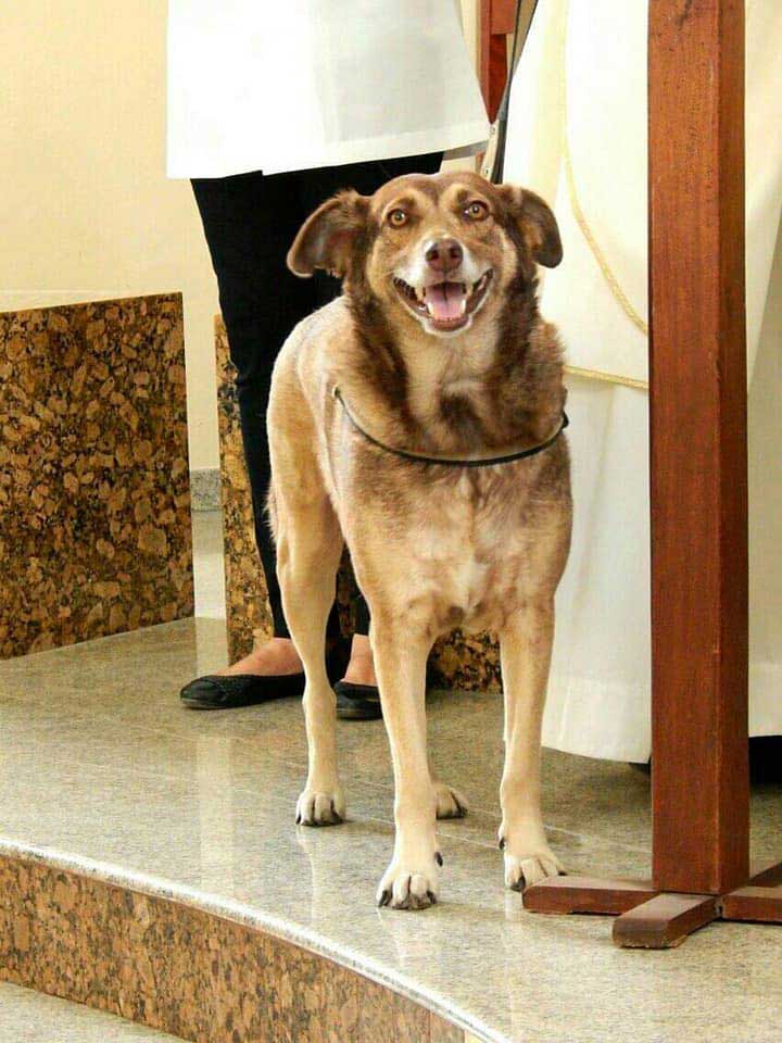 a dog at mass