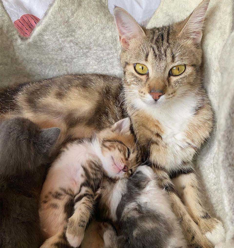 calliope and kittens