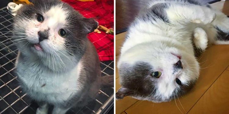 cat lived part life as a stray