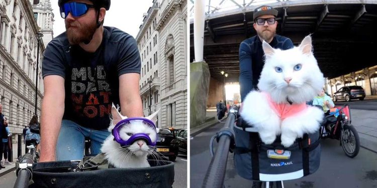 cat loves to go front while dad explores london streets