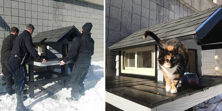 cat police department build cozy house