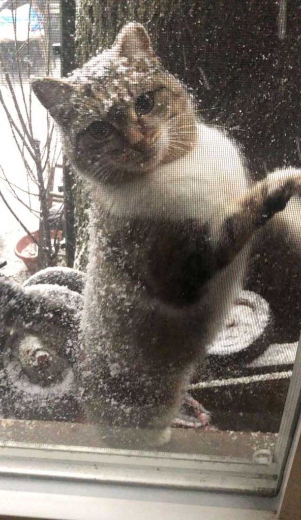cat snow door