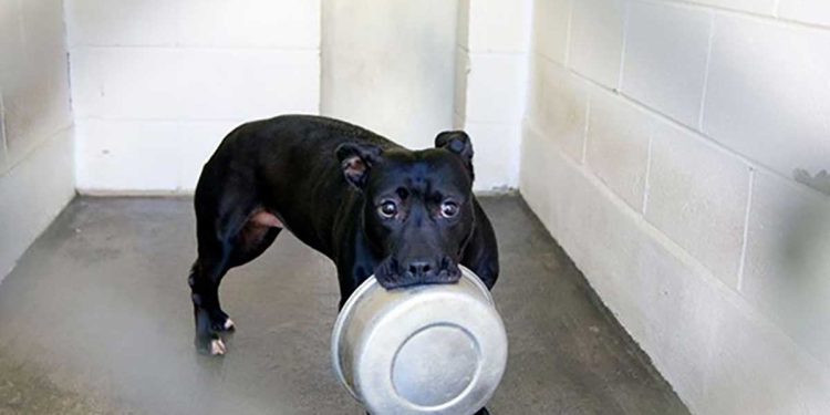 dog 4 years locked shelter mean