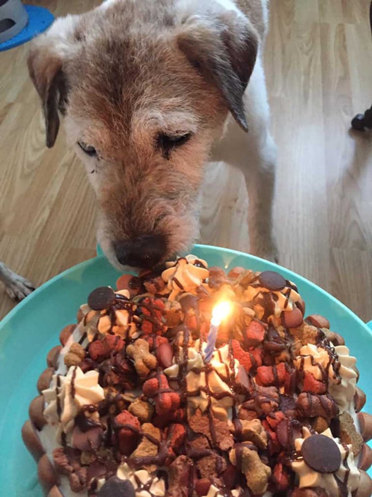 dog and birthday cake