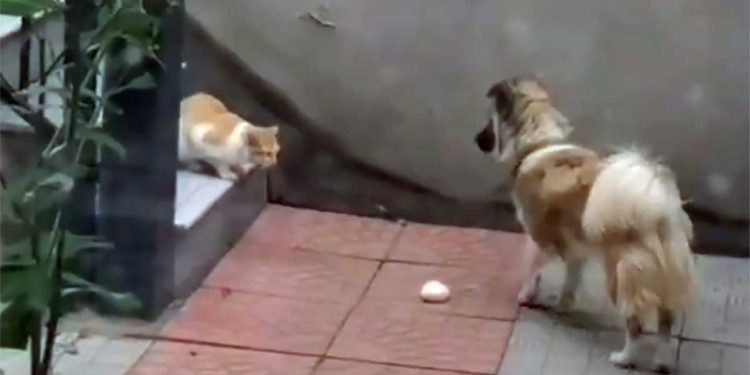 dog shares his food stray cat
