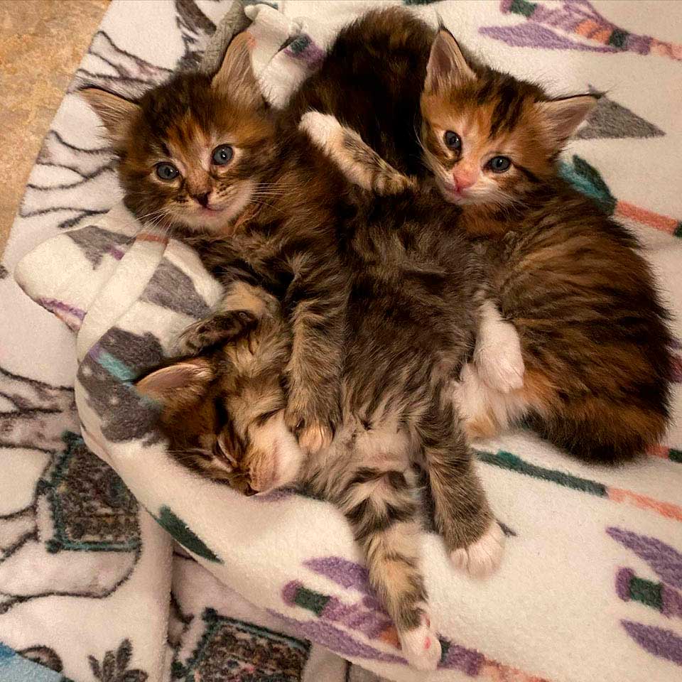 kittens thriving