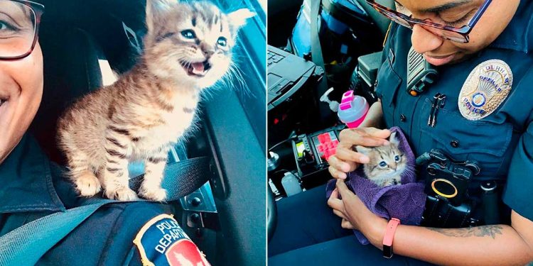 kitty saved police work cutest coworker
