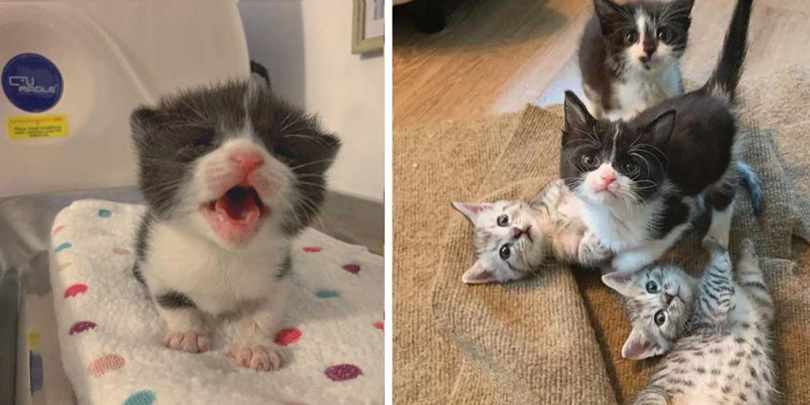 little kitty personality reunites siblings