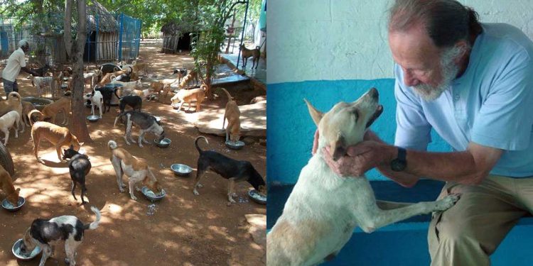 old man left comfortable life help dogs
