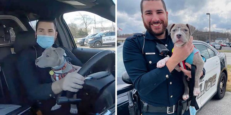 police officer welcome pitbull puppy