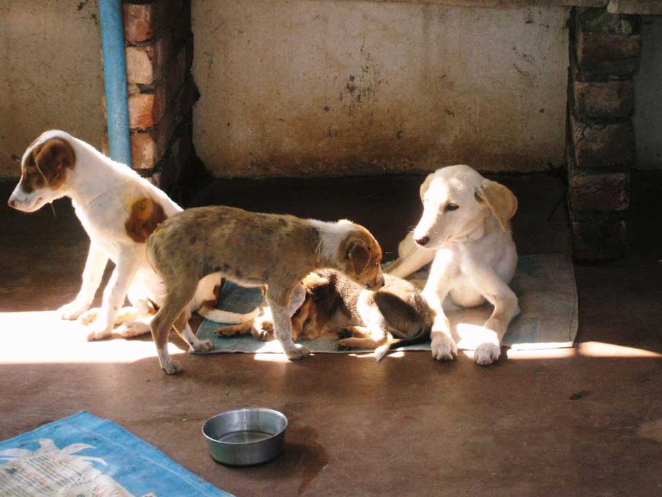 puppies at shelter