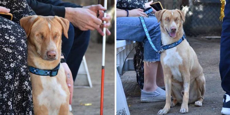 rescued blind dog gets help adopted