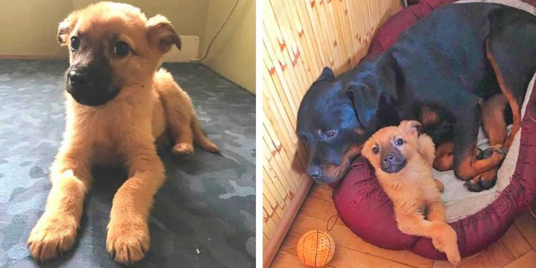 rottweiler adopt homeless puppy