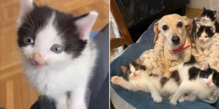 woman brings home kittens found patio dog cares