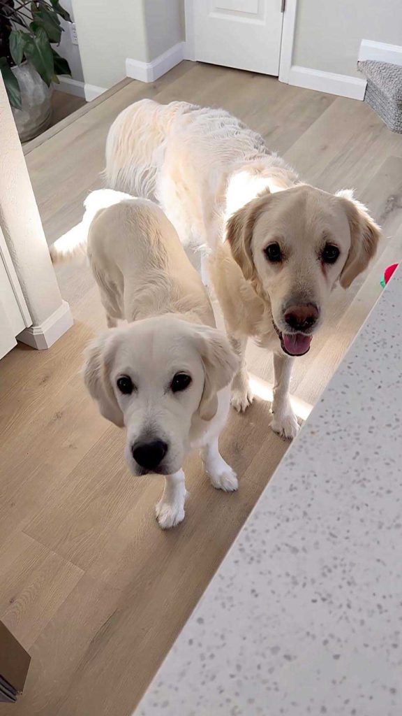 Adorable puppy and his big brother