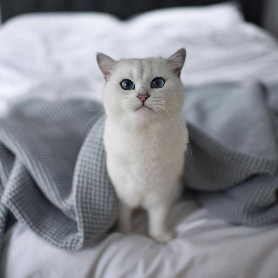 Beautiful blue-eyed cat