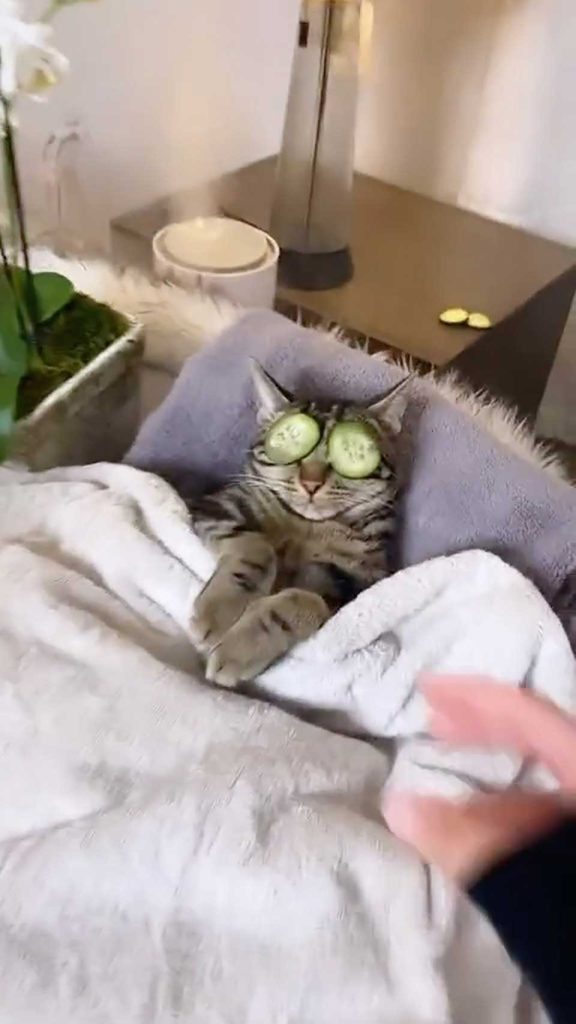 Cat and his dad enjoy a spa day