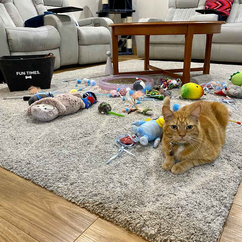 Cat steals hundreds of toys