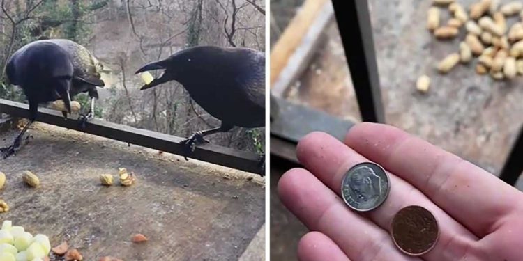 Crows pay woman gratitude leave them food