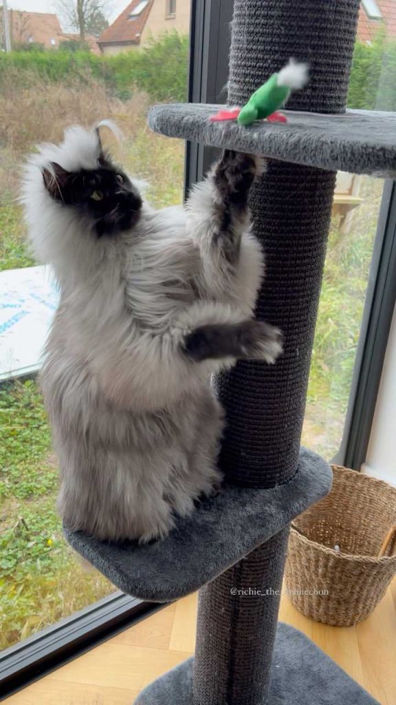 Instagram Famous Maine Coon Cat