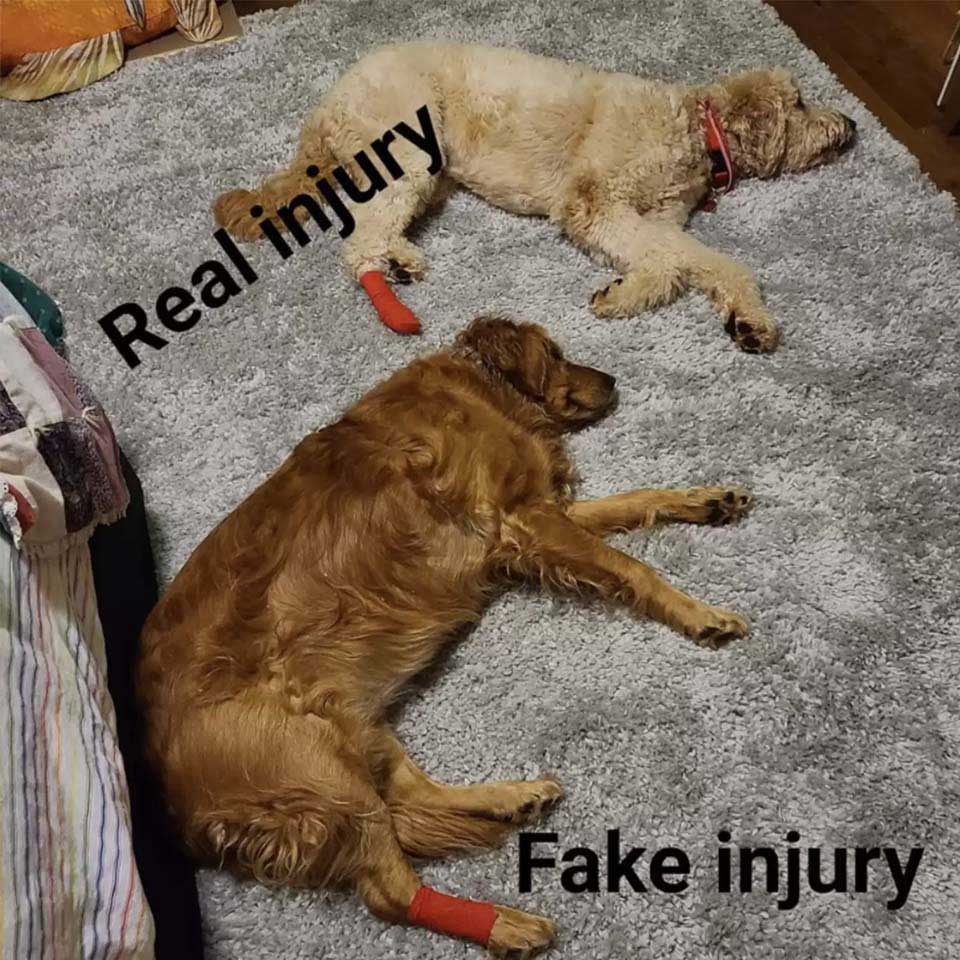 Jealous dog fakes injury
