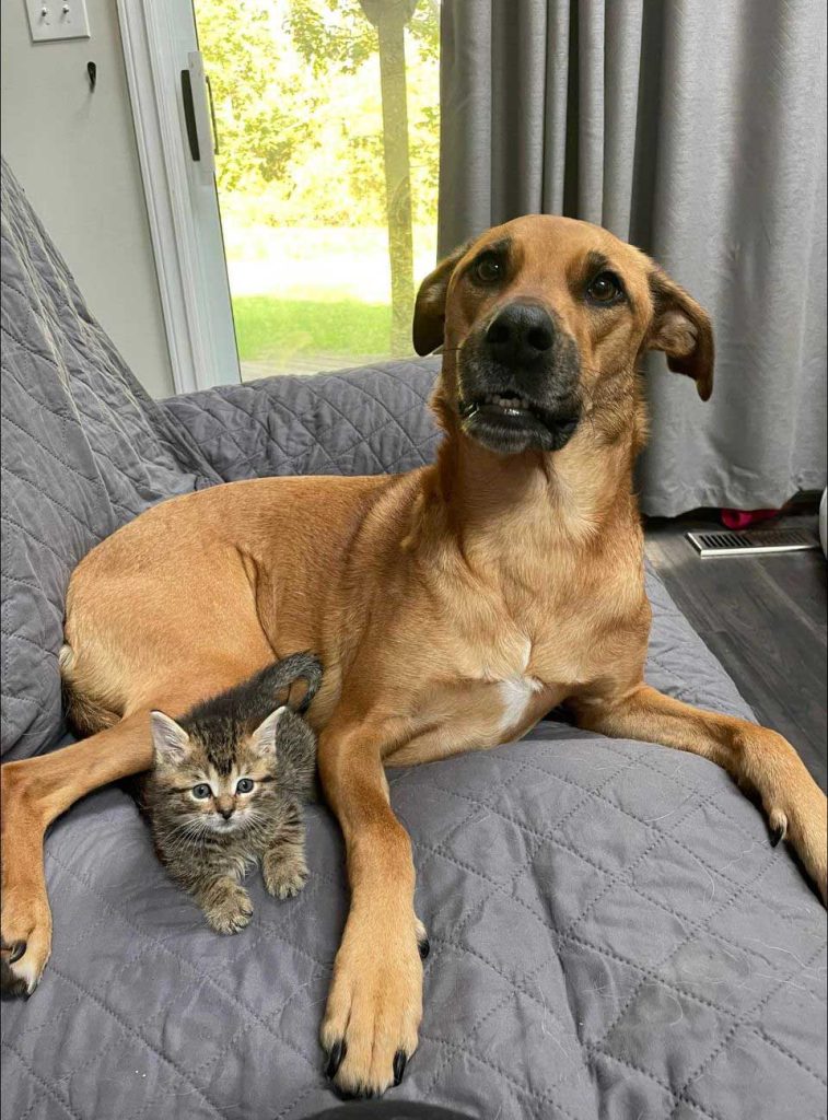 Kitten decides to be raised by a dog after being rescued