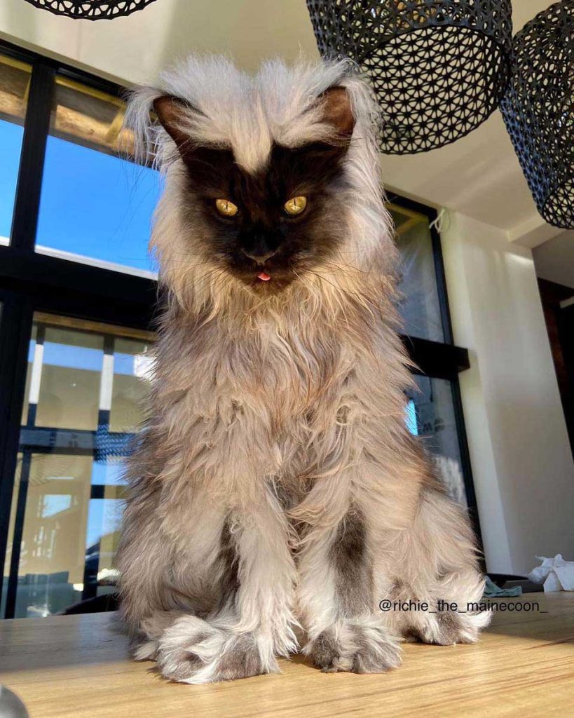 Richie Maine Coon cat famous on Instagram