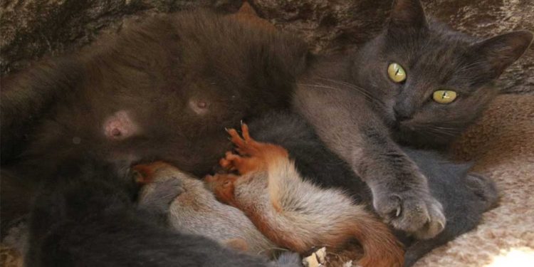 cat adopted 4 orphaned squirrels