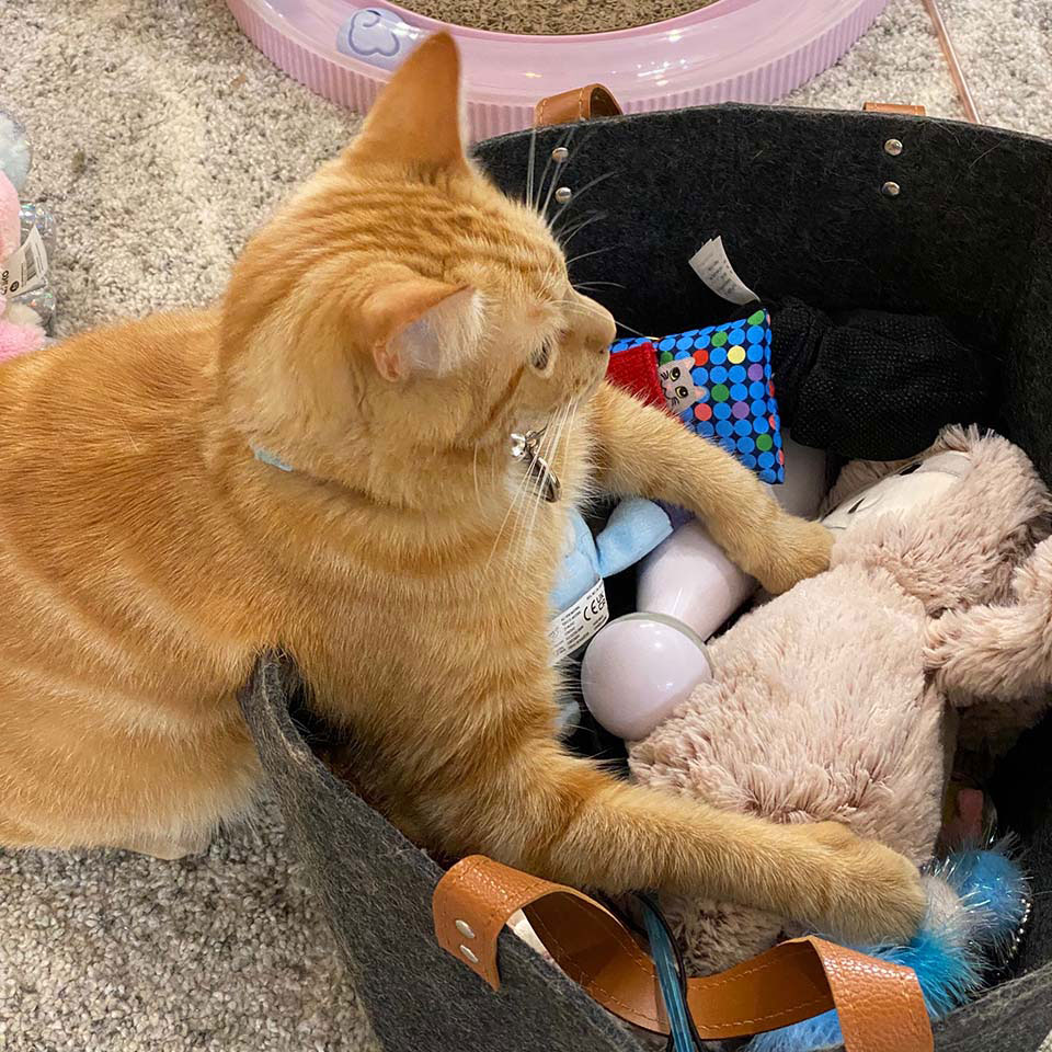 cat and his toys