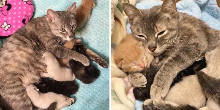 cat found cage kittens happy helped kind neighbors
