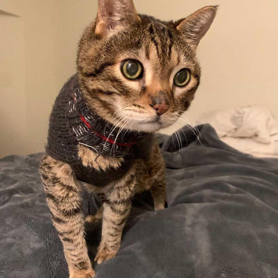 cat wears sweater