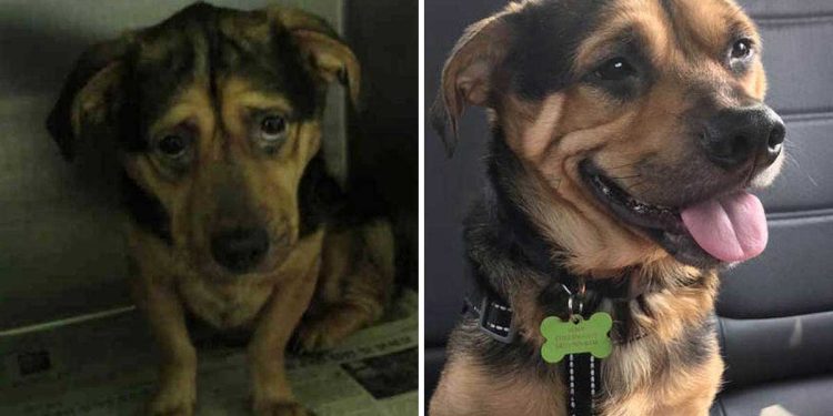 couple travel adopt sad dog