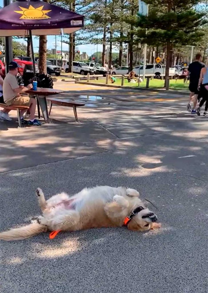 dog doesn't want to leave the park