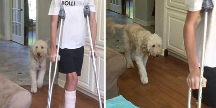 dog mocks walking broken leg teenager