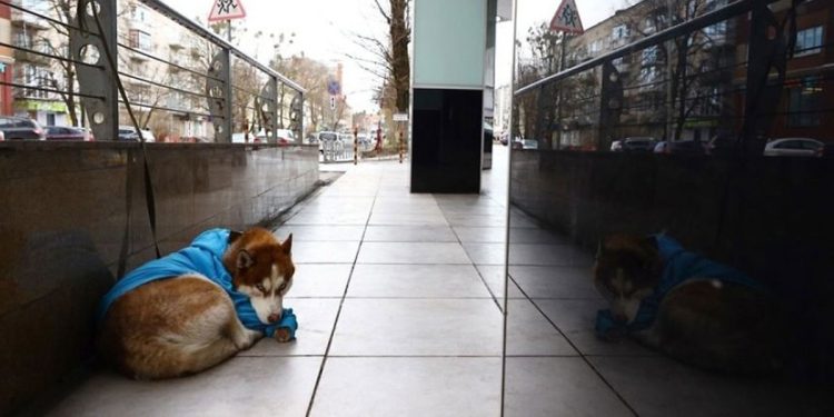 dog seems abandoned waiting for owner