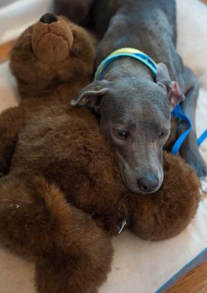 ellie and her teddy bear