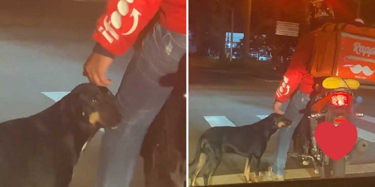homeless dog begs affection courier
