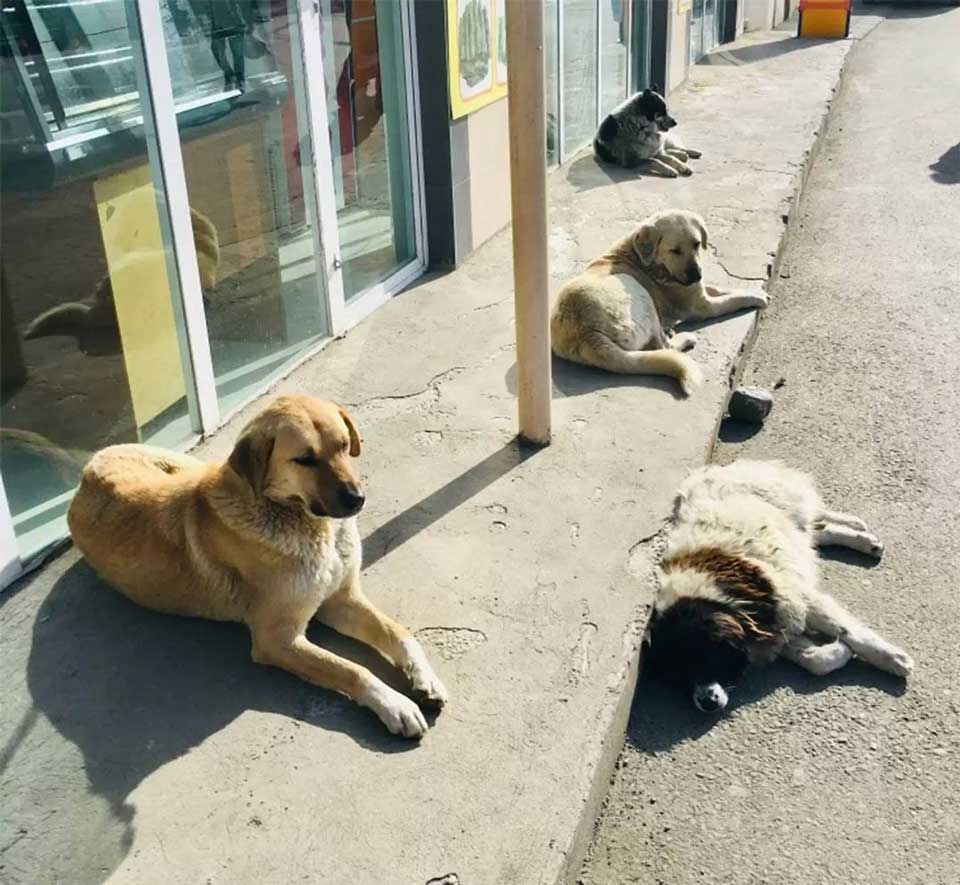homeless dogs
