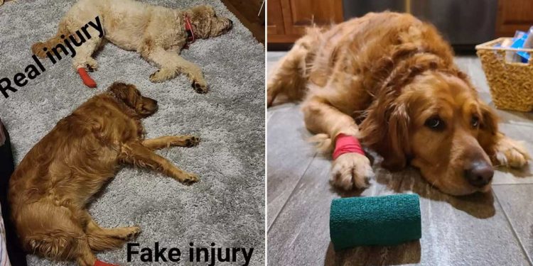 jealous dog wait bandage brother hurt paw