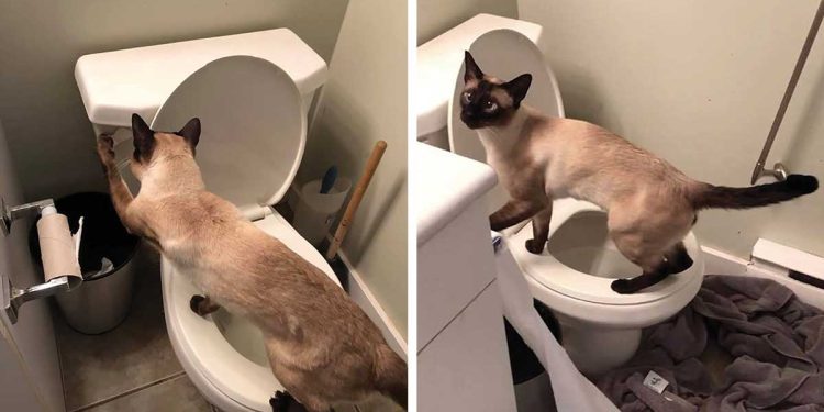 kitty flush toilet 24 hours a day 7 days a week