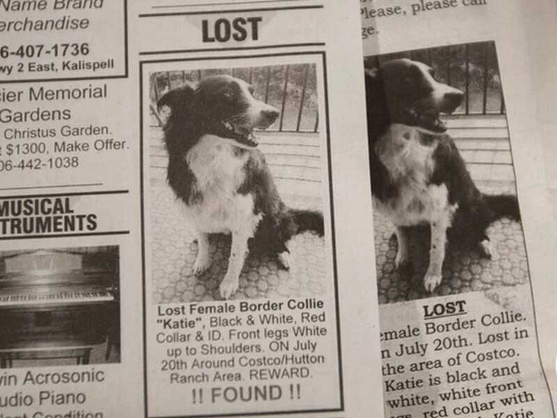 lost dog flyer