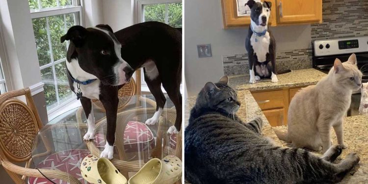 rescued dog convinced he is cat
