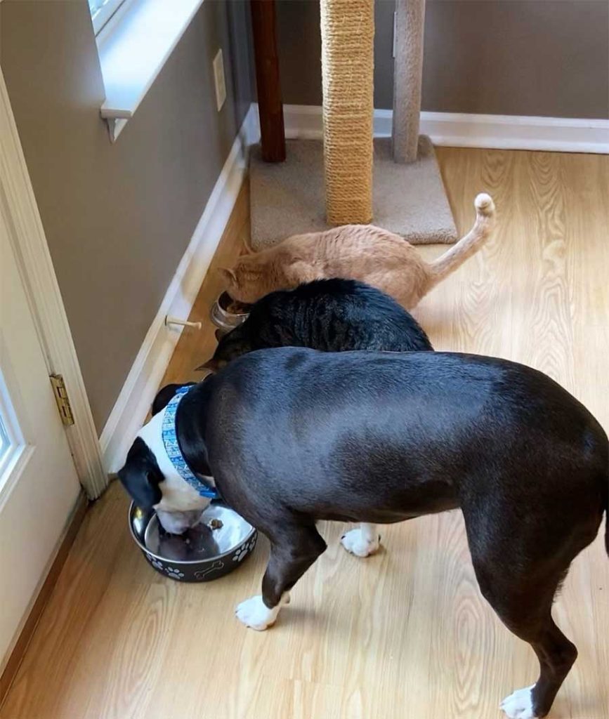 rescued dog is cat