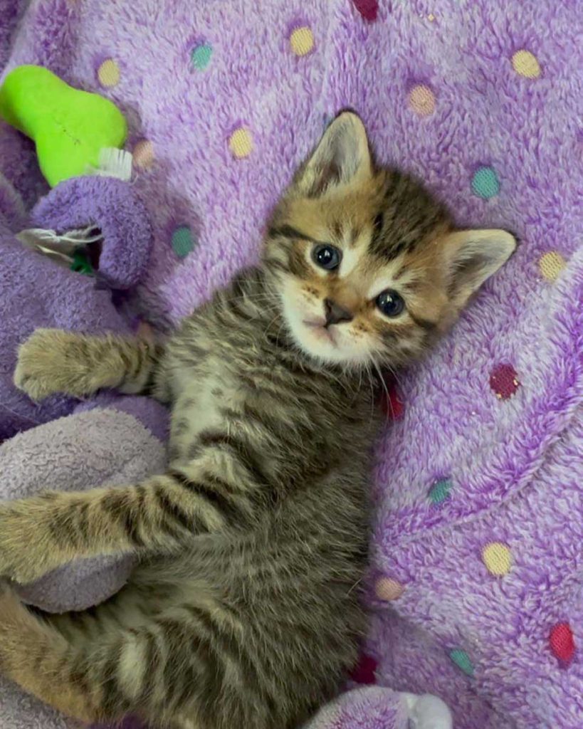 rescued tabby kitten