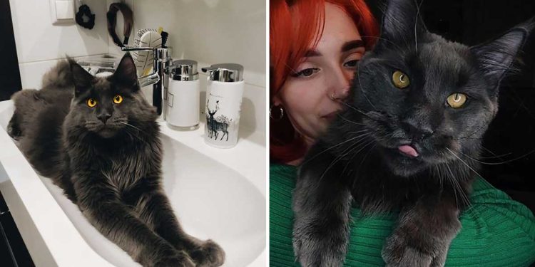 vincent maine coon cat looks like panther acts like dog