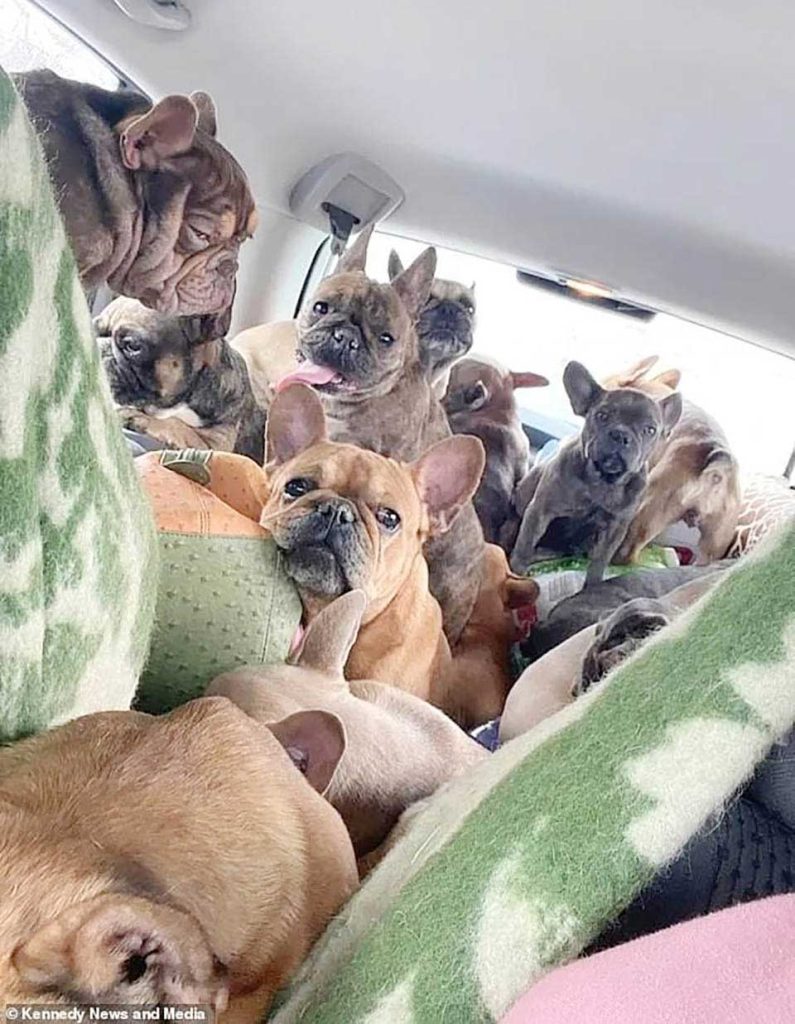 20 dogs in a car