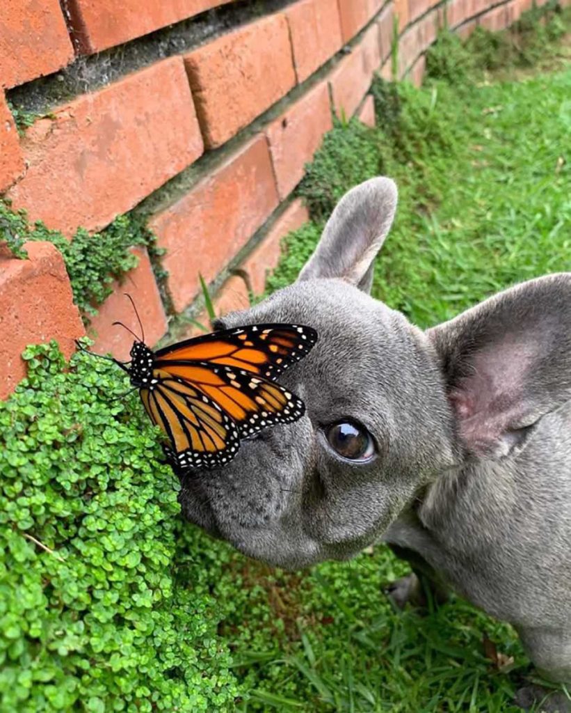 Butterfly on puppy's nose